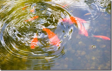 Fishing for candidates floating near the surface