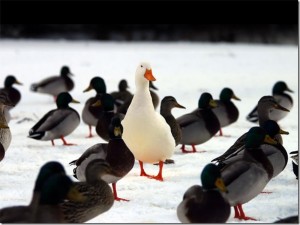 Standing out in a competitive environment