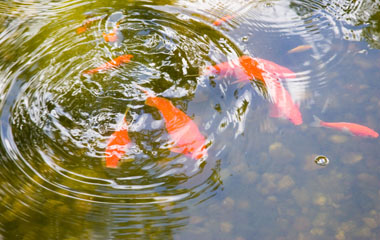 Learn how to fish below the surface of the pond for the best candidates for your open position